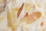 Fossil Seed Fern (Glossopteris) Plate - Australia #358524-3